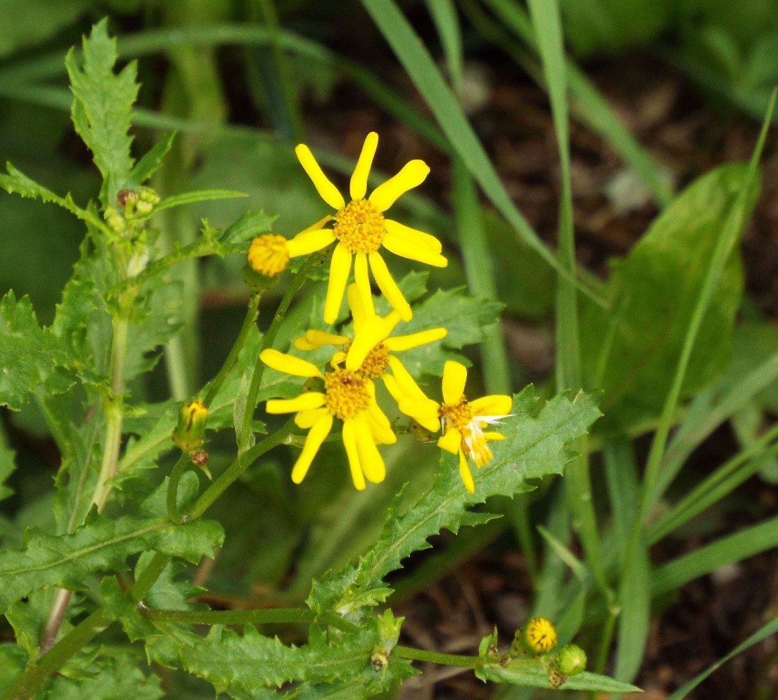 Asteracea: Senecio squalidus. subsp. rupestris